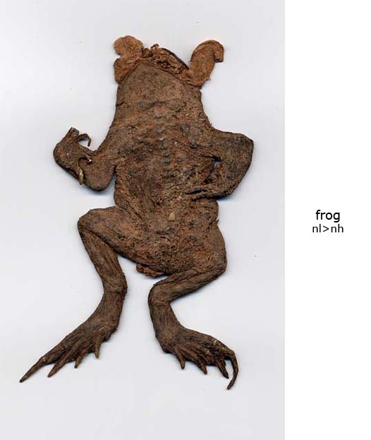 Frog3